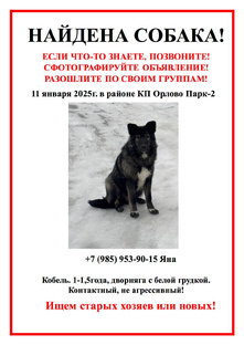 Ищем нового хозяина для собаки!