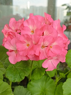 Цветоводство.