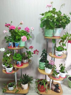 Пеларгонии