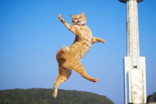 О котиках...