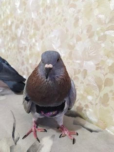 Голуби из прошлого