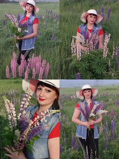 Расцвели люпины