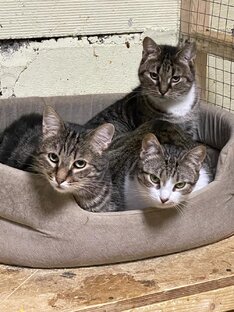 Самые ласковые котики приюта