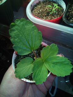 Земляника и клубника