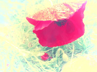 Аnn Zaruba . Сборник "Степной ирис"