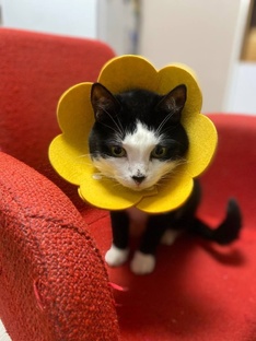 Кошачий кинематограф