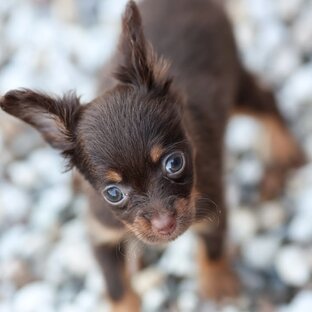 Щенок той терьера