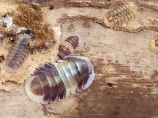 Cubaris sp. {Cappuccino}