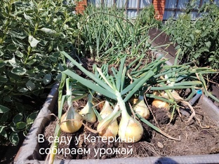 Лук. Выращиваем лук из семян