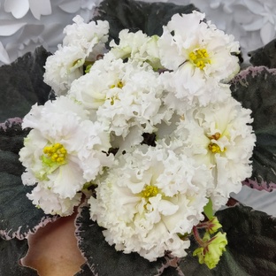 Фиалки. Селекция ЛЕ- Лебецкой Елены