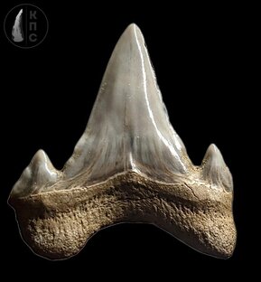 Палеонтология Курской области