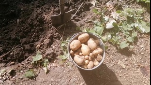 Ставропольский край. Жизнь после переезда. Картошка.