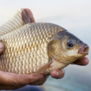 Карась: незаметный гений пресных вод