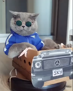 Лучшие видео