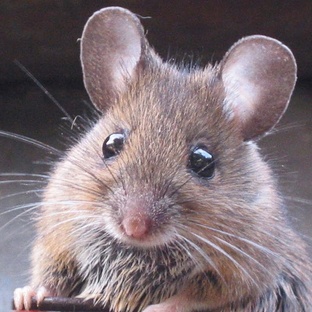 Мышь: маленький зверь с огромными секретами