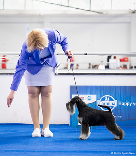 ЧЕМПИОНАТ МИРА - ЗАГРЕБ 2024, Хорватия! WORLD DOG SHOW ZAGREB 2024 