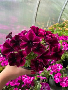 Посев и уход за рассадой цветов