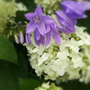 Моя цветочная феерия