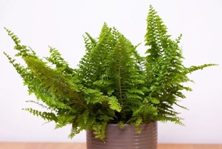 Нефролепис 