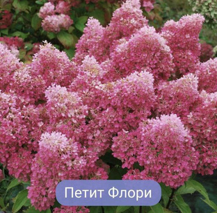 Прекрасные гортензии