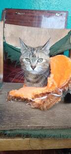 кошки 🐱 🐱 🐱 🐱 🐱 🐱 