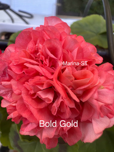 Приметы пеларгоний 💥