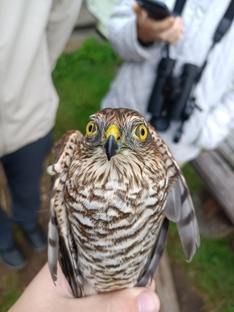 Ладожская Орнитологическая Станция 2024