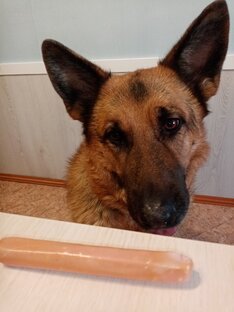 Про кормление собаки