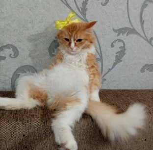 Кот с бантиком 
