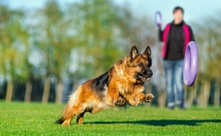 Все о дрессировке собак