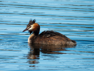 Обитатели тайги
