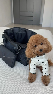 Сложные темы о собаках