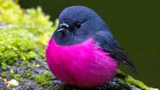 Ролики про животных, птиц и рыб