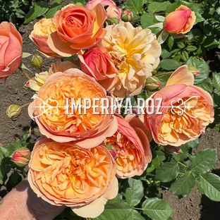 Розовые поля