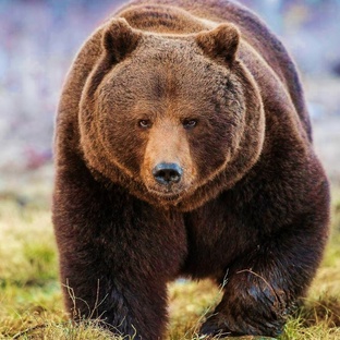 Медведь бурый: сила, интеллект и выживание в дикой природе