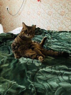 Кот 🐈 