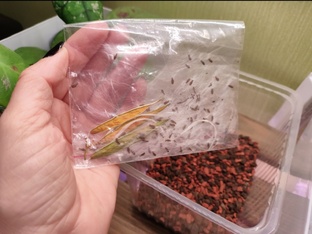 Хойя из семян