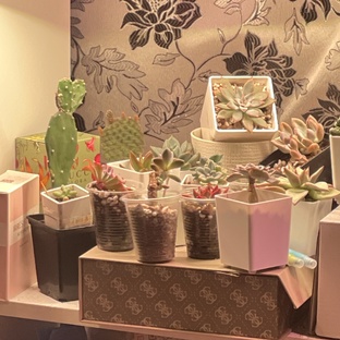 МИР СУККУЛЕНТОВ