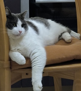 Наши животные