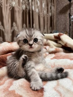 Мир животных