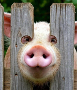 Что ты видишь!?🤔