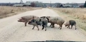 Наши животные