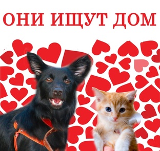 ИЩУТ ДОМ