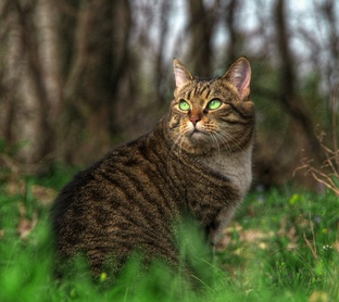 Моя Рыся и её истории