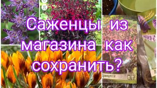 Растения из магазина 