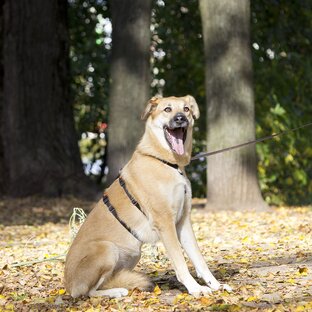 Булечка! СЕМЬЯ, ДОМ, Найдитесь!!!
