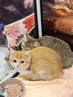 Выставки кошек