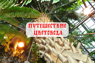 Путешествия любителя растений!