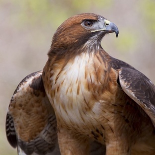 Ястреб: охотник неба с глазами-радарами