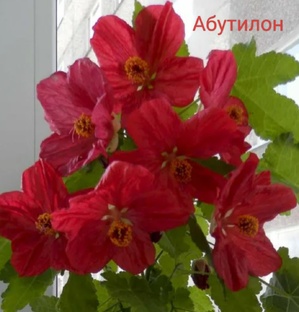 Цветы и Музыка 🌵 Посты🪻